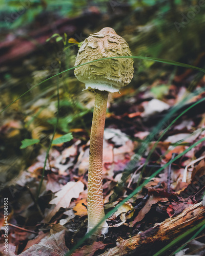 mushroom in the forest