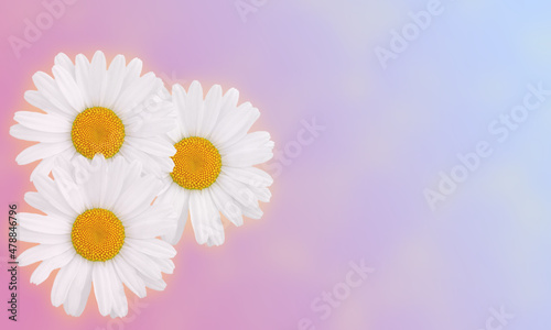 Festive background with daisies on a pink-blue background  copied space. Valentine s Day  birthday  Mother s Day.