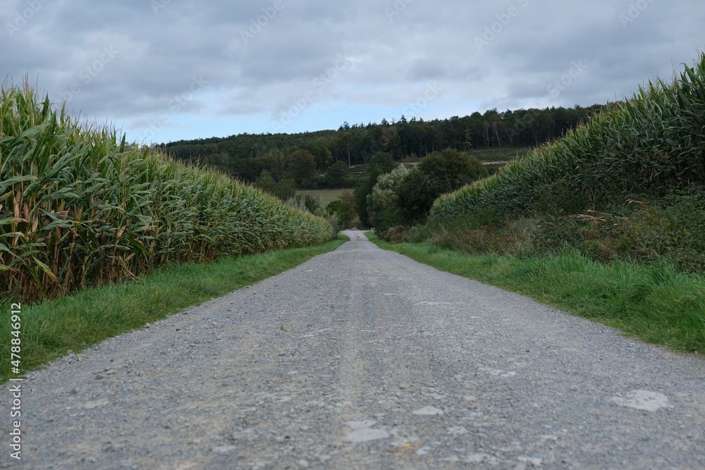 Path between cornfields