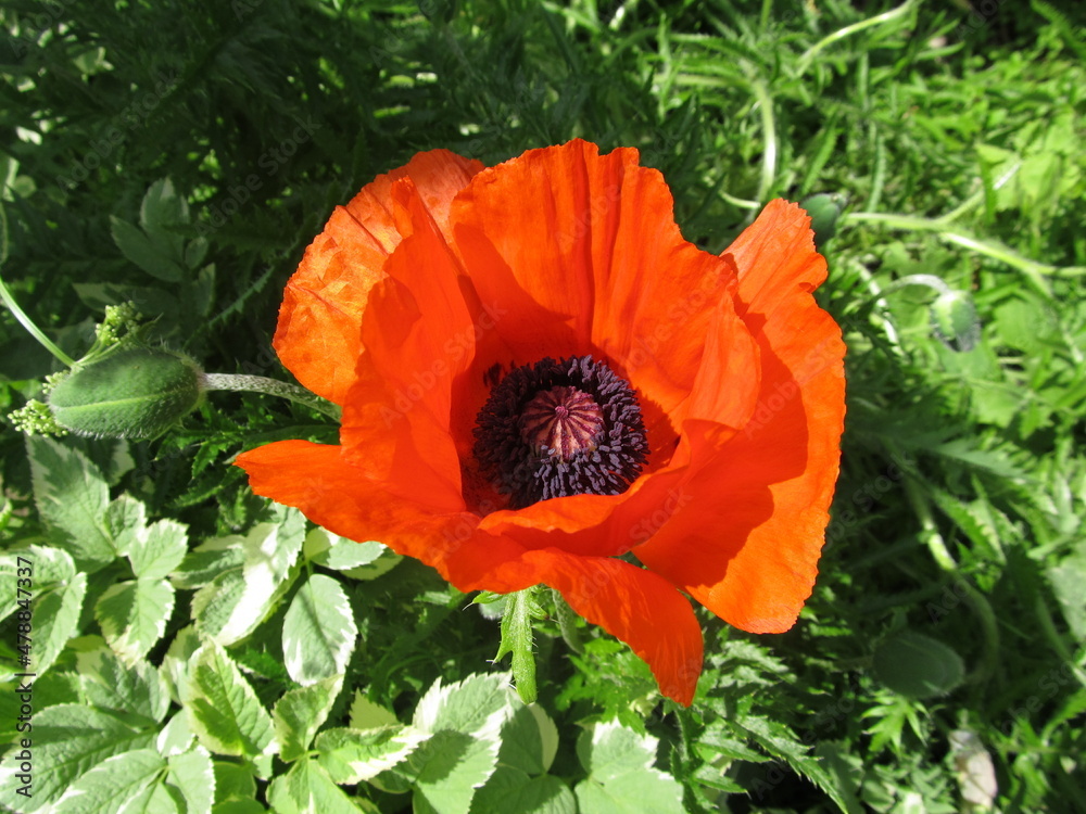 Red poppy flower in leaves Red poppy flower in leaves