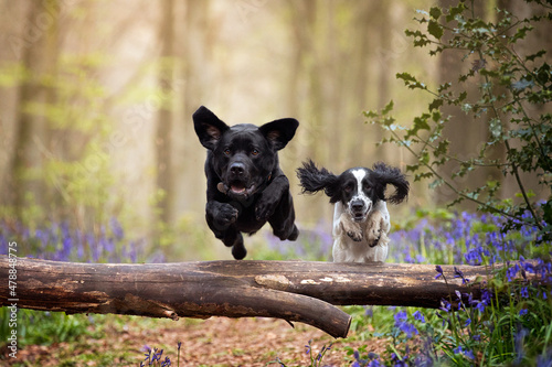 Black Labrador and Spaniel Jumping Dogs