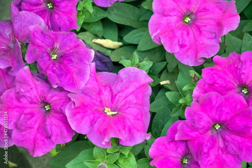 pink and purple petunia flowers © Somnath
