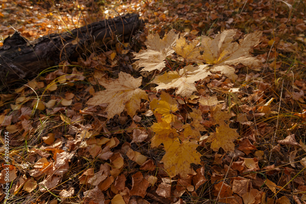 Yellow and orange maple leaves. Golden Sun. Autumn forest. The concept of seasons. Autumn colorful background Yellow and orange maple leaves. Golden Sun. Autumn forest. The concept of seasons. Autumn colorful background