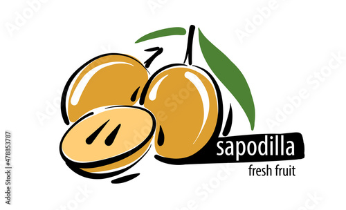 Drawn vector sapodilla on a white background