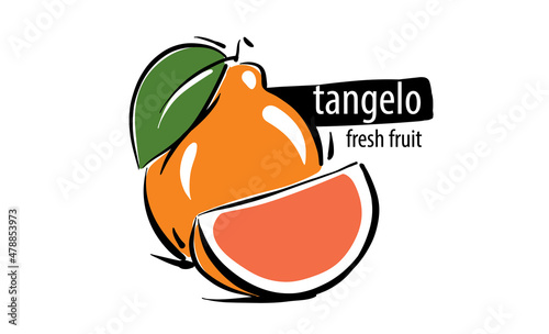 Drawn vector tangelo on a white background photo