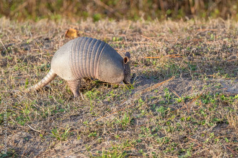 Armadillo eating in field