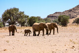 A small breeding family group of Desert Adapted Elephants wandering across the Damaraland desert in an endless search for water during Namibia's scorching dry season.