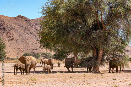 A breeding herd of Desert Adapted Elephants find some welcome shade during the heat of the day in Damaraland  Namibia.