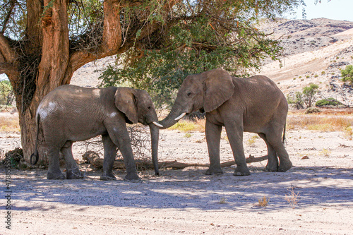 Two Namibian Desert Adapted Elephant siblings tenderly place their trunks in each other s mouth.