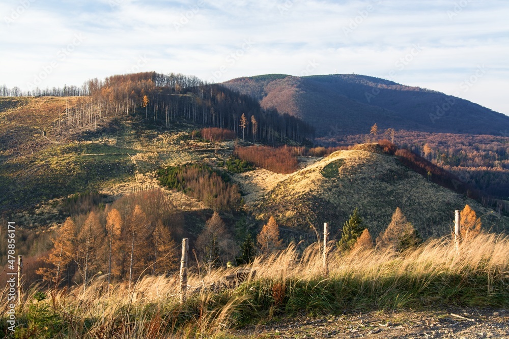 Cut down forests near the ruins of castles after being attacked by bark beetles. Hostyn hills. East Moravia. Europe.