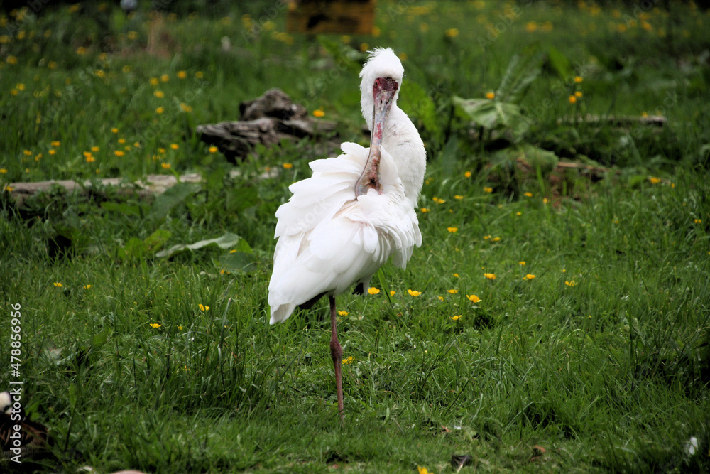 Fototapeta premium A view of a Spoonbill