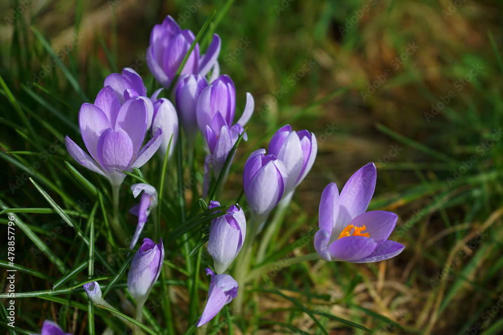Spring crocuses bloom in the grass. Fresh beautiful purple crocuses, selective focus.