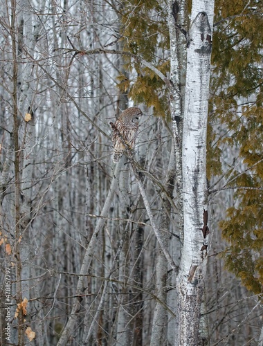 Wallpaper Mural Barred owl hunting in forest Torontodigital.ca