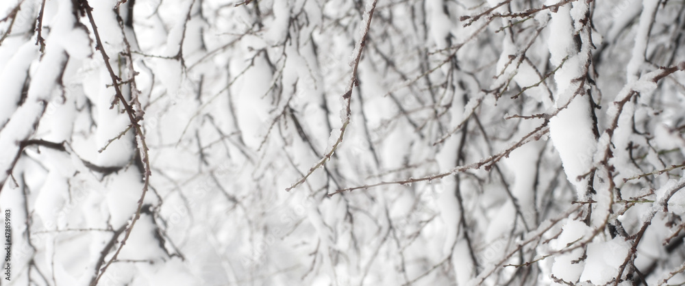 Creative artistic abstract background of frozen winter forest snowy tree Creative artistic abstract background of frozen winter forest snowy tree