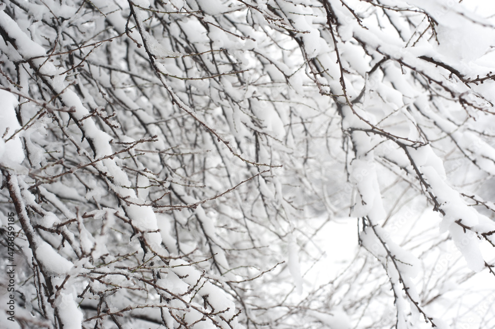 Creative artistic abstract background of frozen winter forest snowy tree Creative artistic abstract background of frozen winter forest snowy tree