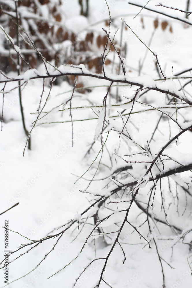Creative artistic abstract background of frozen winter forest snowy tree Creative artistic abstract background of frozen winter forest snowy tree