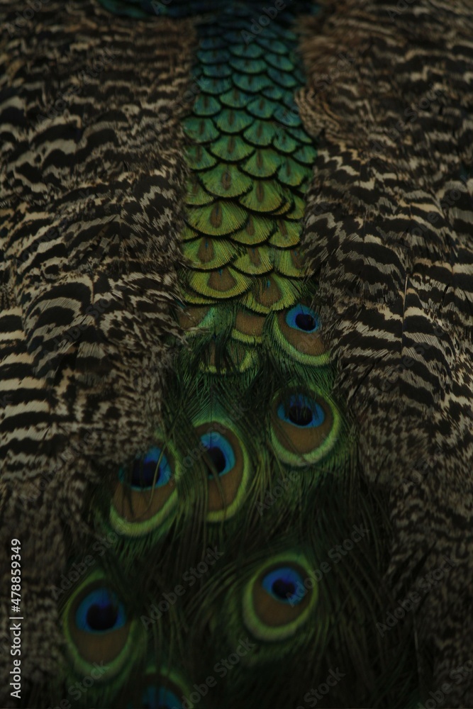 Fototapeta premium close up of peacock feather