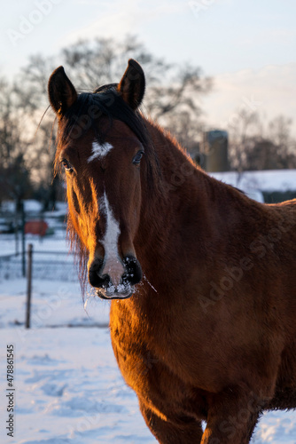 Lusitano mare looking in the snow 