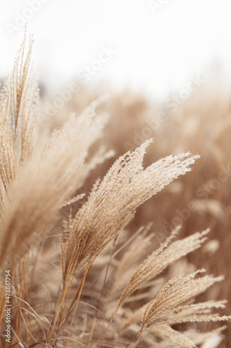 Abstract natural background of soft plants Cortaderia selloana. Pampas grass on a blurry bokeh, Dry reeds boho style. Fluffy stems of tall grass in winter, white background photo