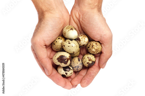 The man is holding small quail eggs.