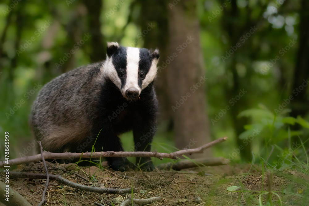 Badger Badger