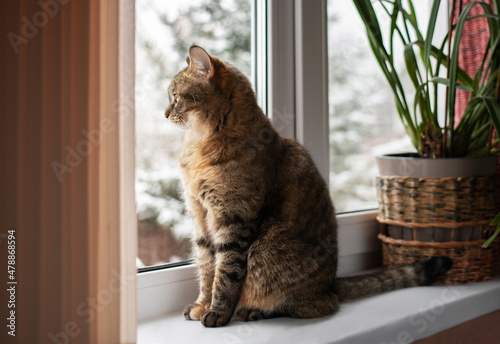 Close-up of a cute striped tricolor female sitting on a windowsill in a home room, looking out the window and touching her paw