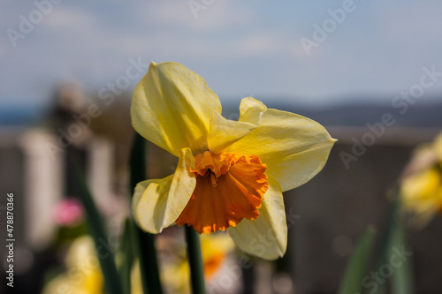 yellow narcissus