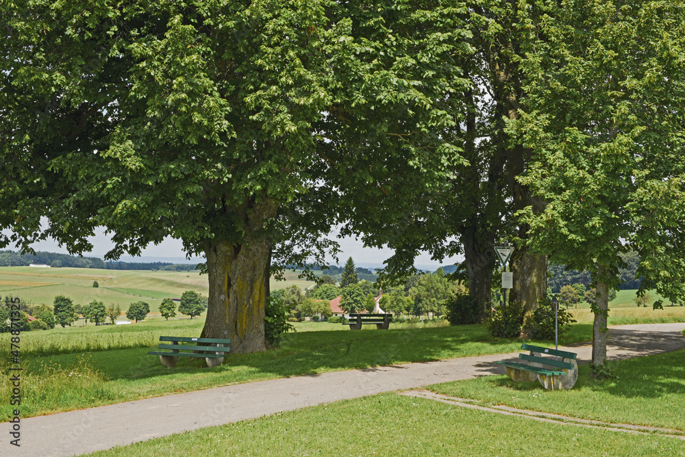 Obraz premium Amalienhöhe Heiligenberg Baumgruppe Linzgau Bodensee Aussichtspunkt