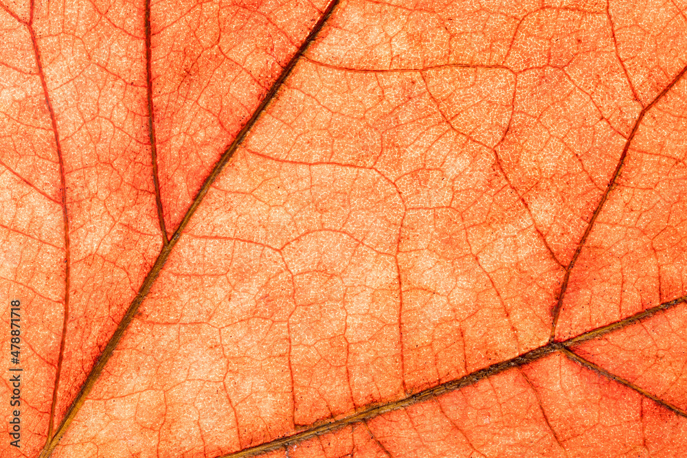 Fototapeta premium Detail leaf plane-tree with autumn colors