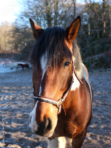 Horse head close up outside on frosty winter day. Afternoon sun light and no visible people. © Andreas Bergerstedt
