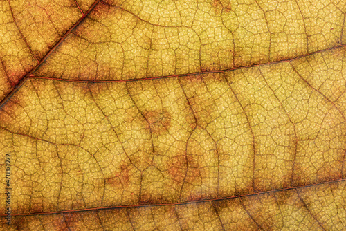 Detail leaf plane-tree with autumn colors photo