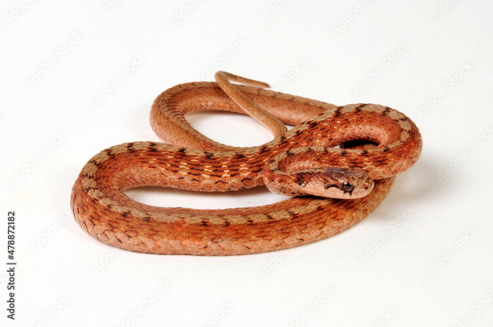 DeKay's Brown Snake // Braunnatter (Storeria dekayi) DeKay's Brown Snake // Braunnatter (Storeria dekayi)
