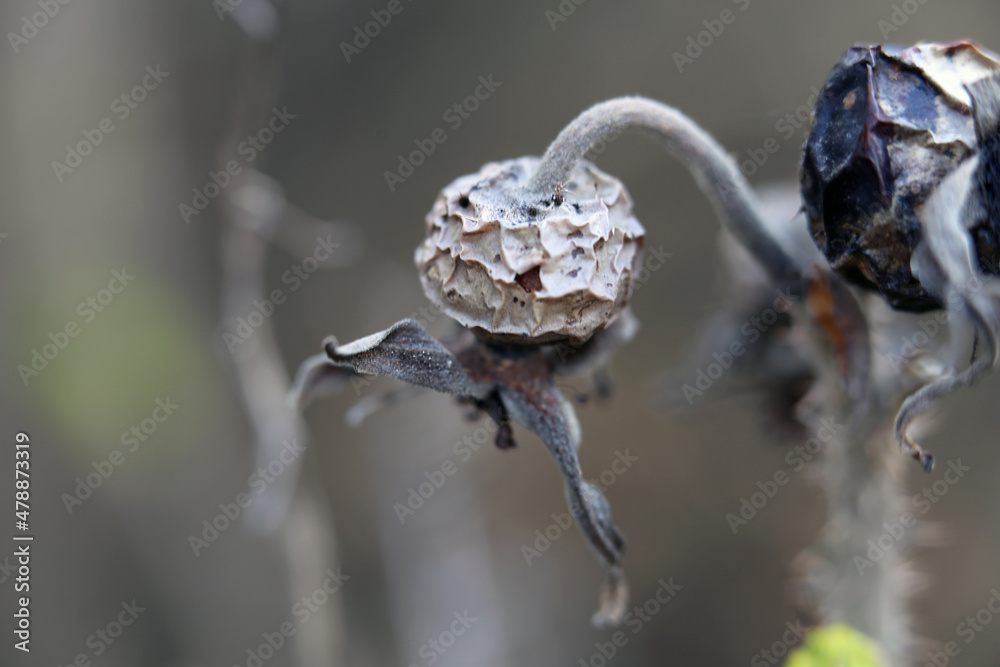 Fototapeta premium Dead dry grey rosehip berries with soft neutral background. Late fall in Finland. Concept of dying nature, seasons, sadness, death, exhaustion, depression and anxiety. Closeup color image.