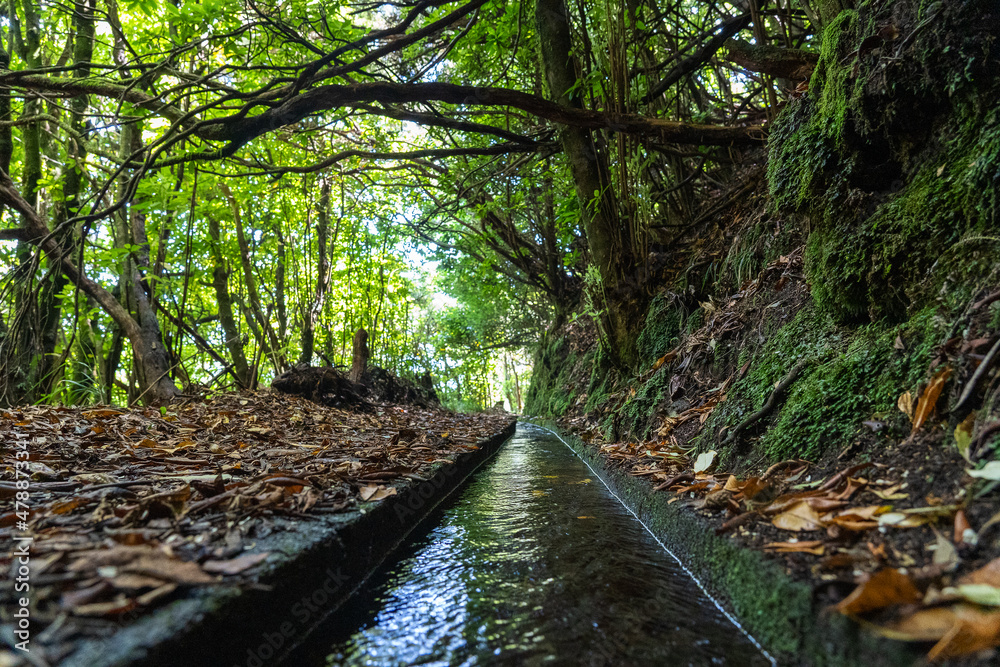 Levada dos Cedros - Fanal Levada dos Cedros - Fanal
