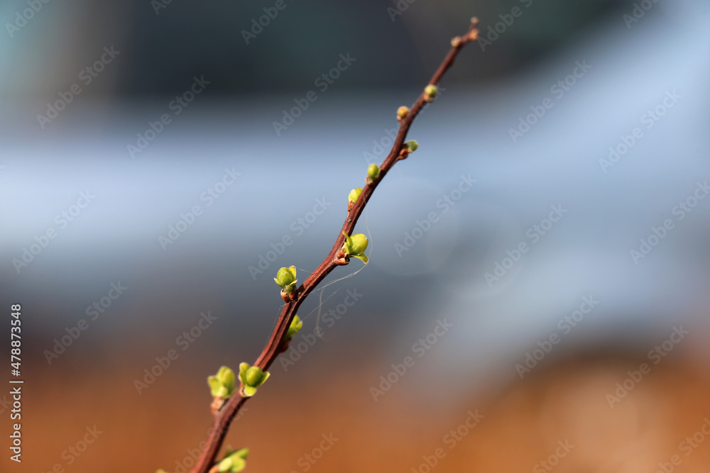 Little green fresh baby leaf buds. Photographed during a sunny spring day in Espoo, Finland. Soft colorful bokeh background. Closeup macro color image. Little green fresh baby leaf buds. Photographed during a sunny spring day in Espoo, Finland. Soft colorful bokeh background. Closeup macro color image.