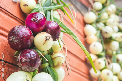 A bunch of white and red Spanish onions on the wall of the house. Farm product  organic vegetables. Harvest collection and storage concept. Close-up  selective focus.