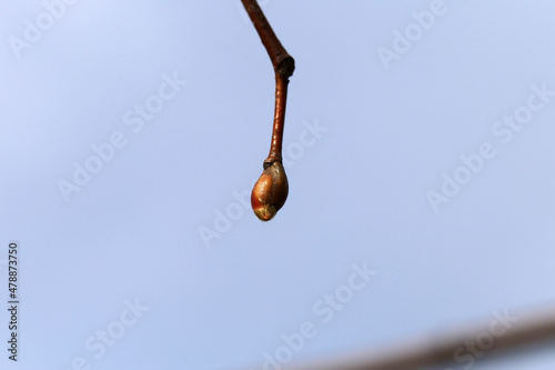 Salix Cinerea (gray sallow, scilia, pussy willow, paju) branch in a closeup image. Focus on the foreground, blue sky background. Sunny spring day in Finland. Native species in Europe and Asia. photo
