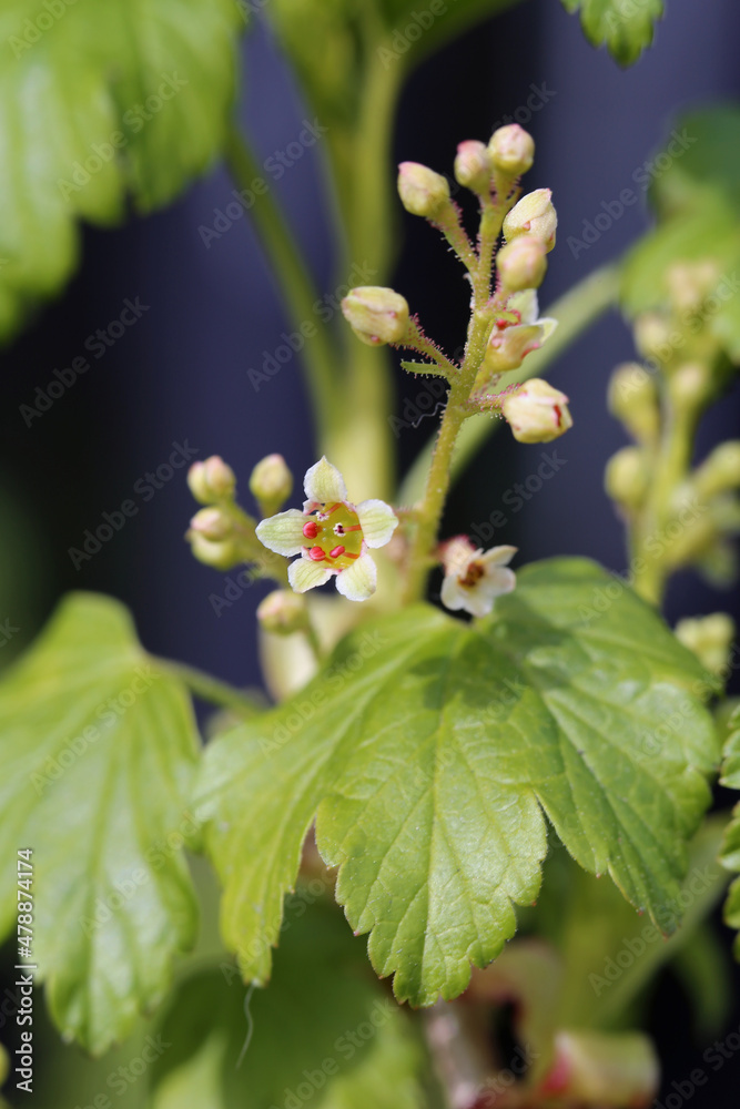 Little green and white fresh small flower buds. Photographed during a sunny spring day in Espoo, Finland. Soft colorful bokeh background. Closeup macro color image. Little green and white fresh small flower buds. Photographed during a sunny spring day in Espoo, Finland. Soft colorful bokeh background. Closeup macro color image.