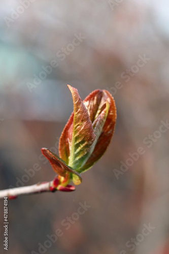 Beautiful red fresh baby leaves on a tree branch. Focus on foreground  soft neutral background. Photographed in Finland  Europe during a sunny spring day. Closeup color image.