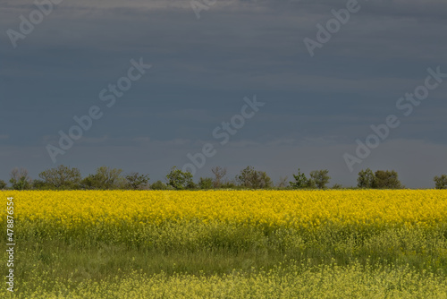 Fabulous beautiful yellow rape flowers on a background of blue sky and clouds. Colza or canola flower. Rape field. Raw materials for the production of rapeseed oil. Rapeseed flowering.