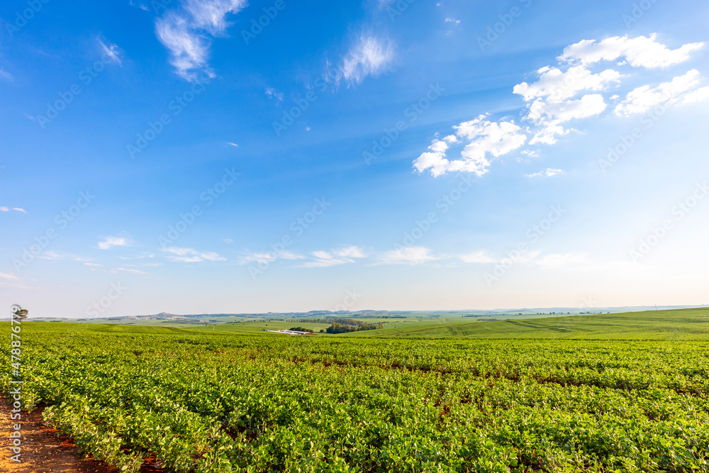 Soybean field in a sunny day. Agricultural scene. Soybean field in a sunny day. Agricultural scene.