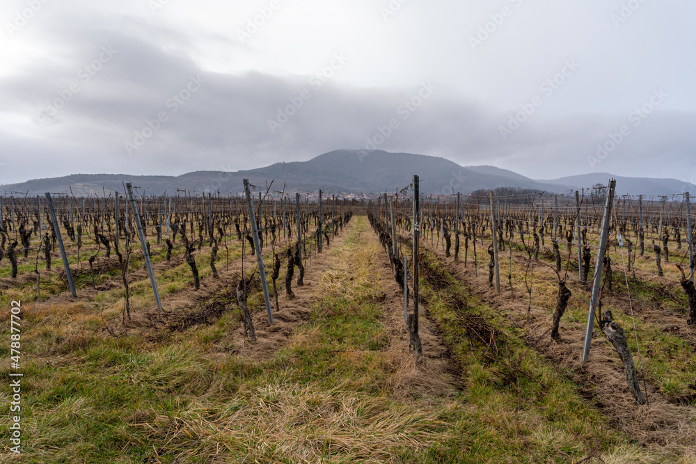Goxwiller, France - 12 24 2021: View of vines in the countryside along the wine route