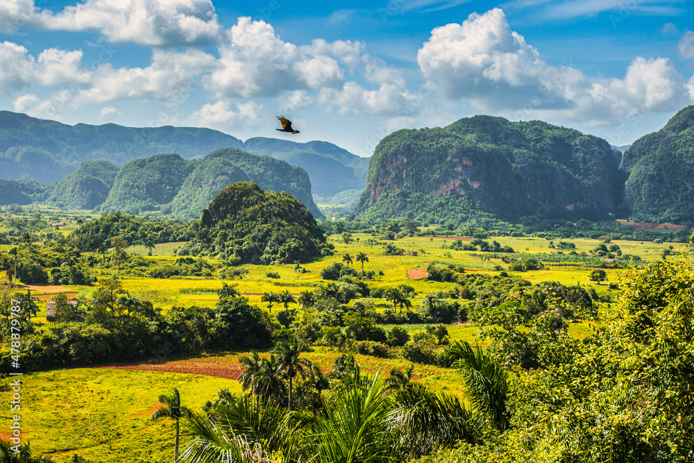 Obraz premium bird in air unesco Vinales cuba