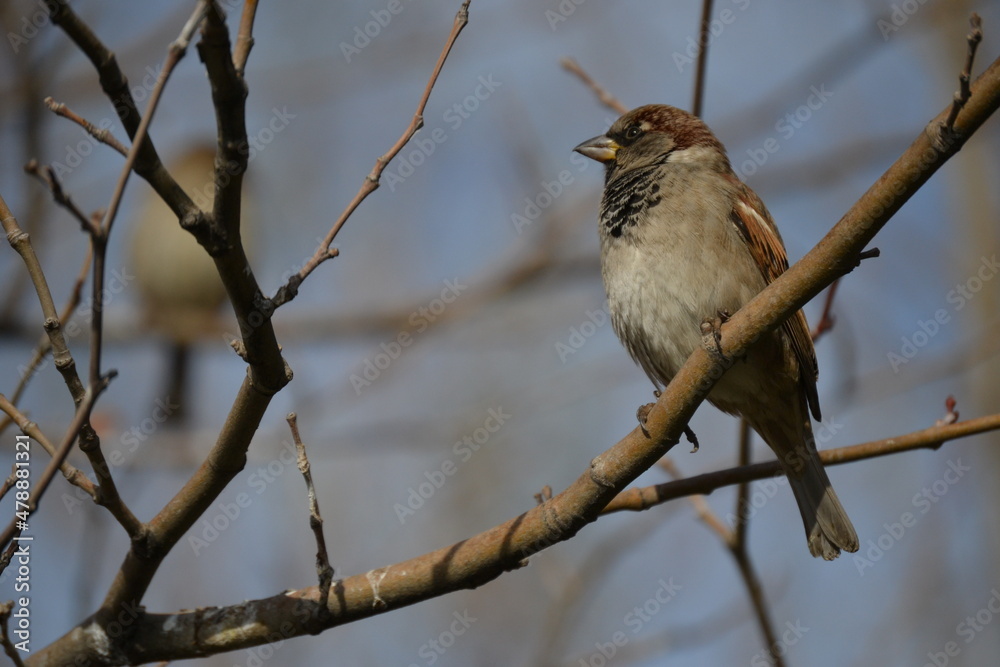 Fototapeta premium little bird on trees without leaves in winter in Ankara