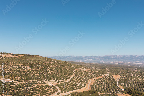 Panoramic view of an olive forest in the Sierra de segura in Jaen, Andalusia, Spain.