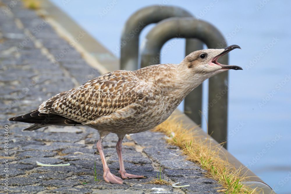 Portrait einer Mantelmöwe, Möwe an der Ostsee.
Portrait einer Mantelmöwe, Möwe an der Ostsee.