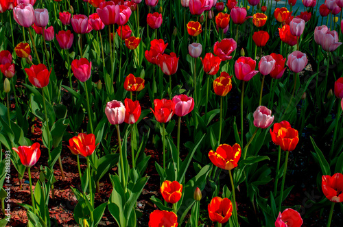 red tulips growing in a flower bed
