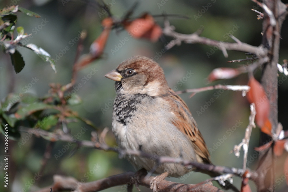 little bird on trees without leaves in winter in Ankara