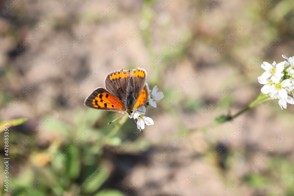 Obraz premium Ein Schmetterling auf einer Wiese, Wiesenpflanze. Wunderschöne Schmetterlinge Deutschlands. 