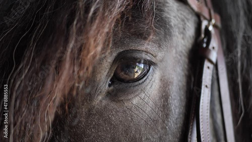 Horse eye closeup in a stable slow motion cinematic 4k shot